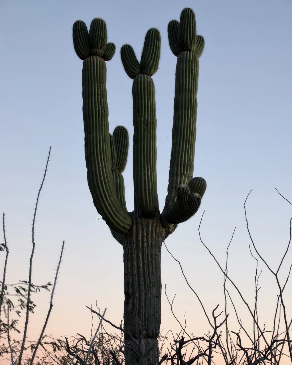 Saguaro Scissorhands