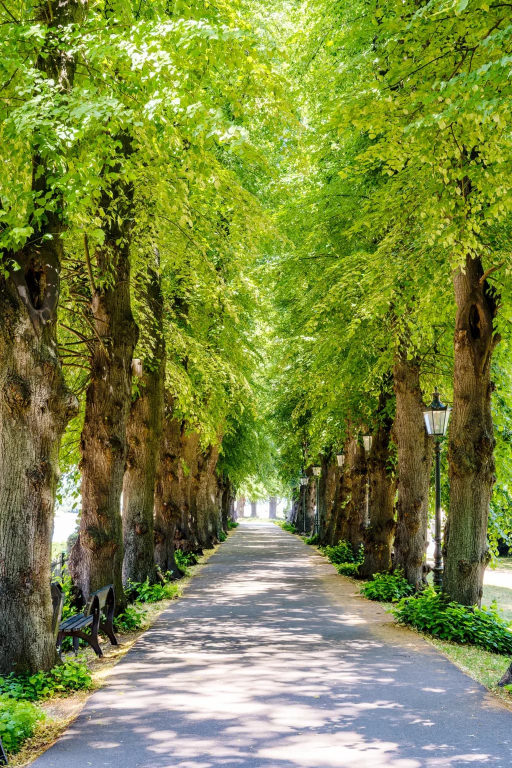 Tree-Lined Pathway