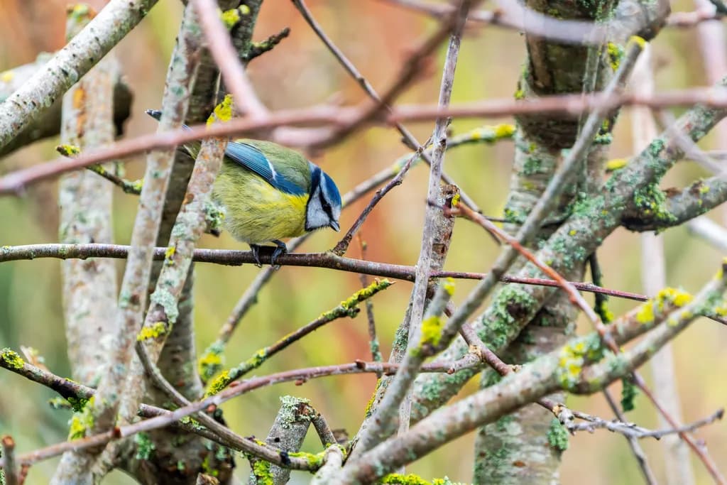 Blue Tit in the Bush