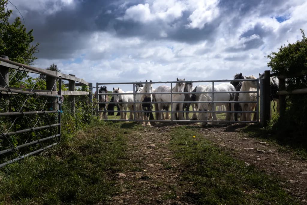 Pony Line-up