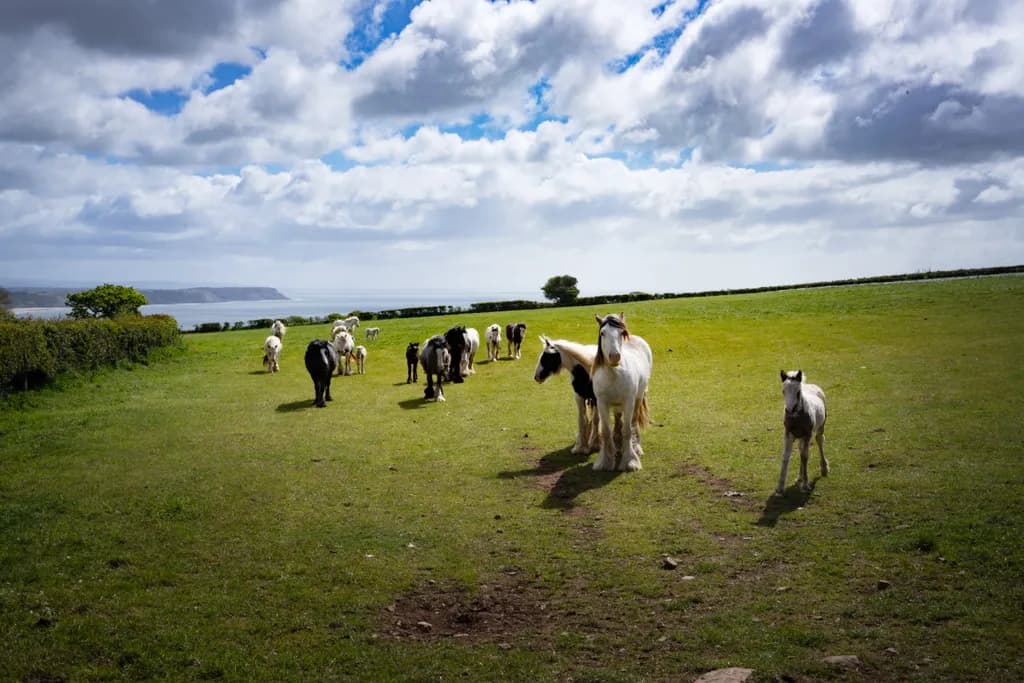 The Unplanned Pony Parade