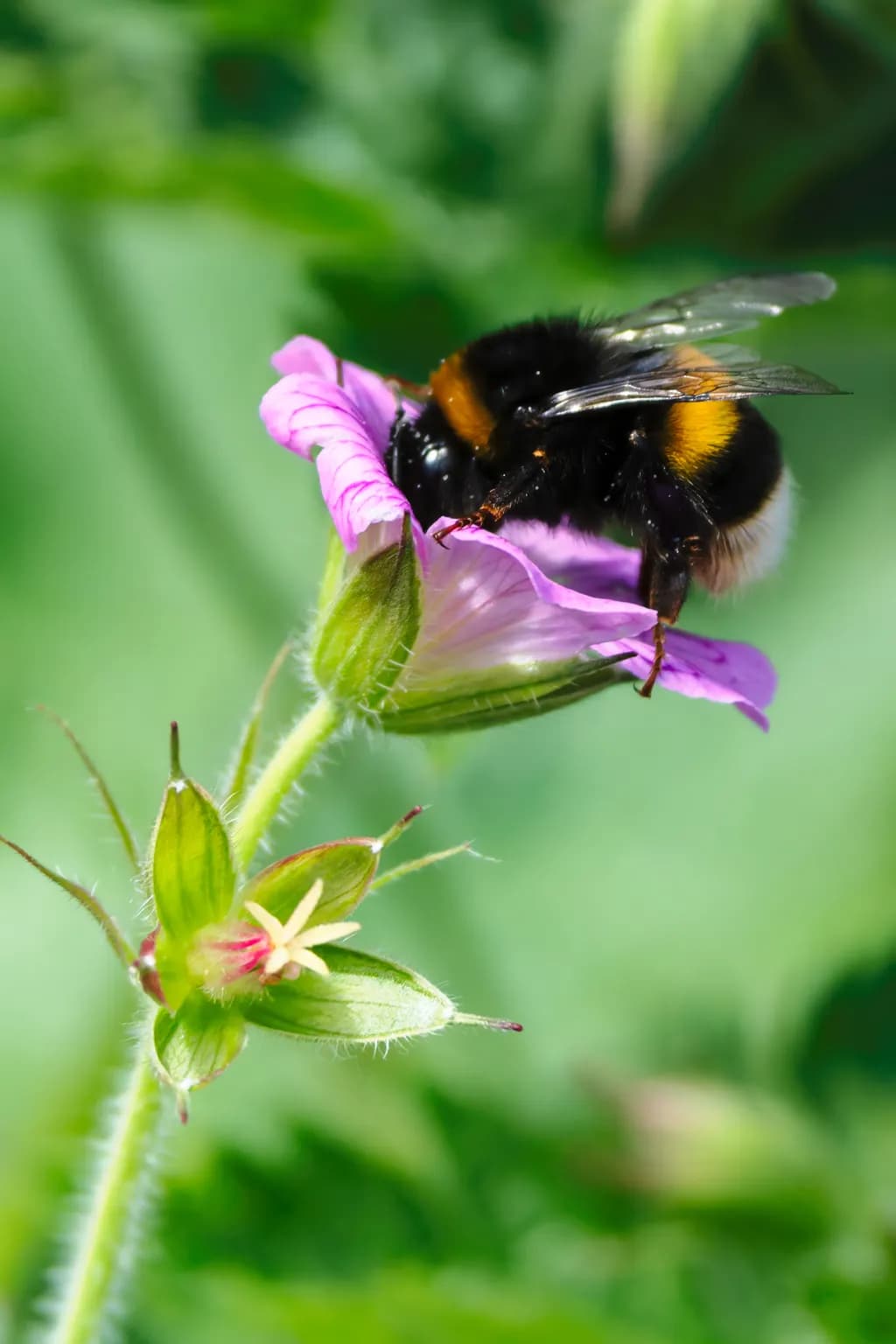 Buzz and Bloom