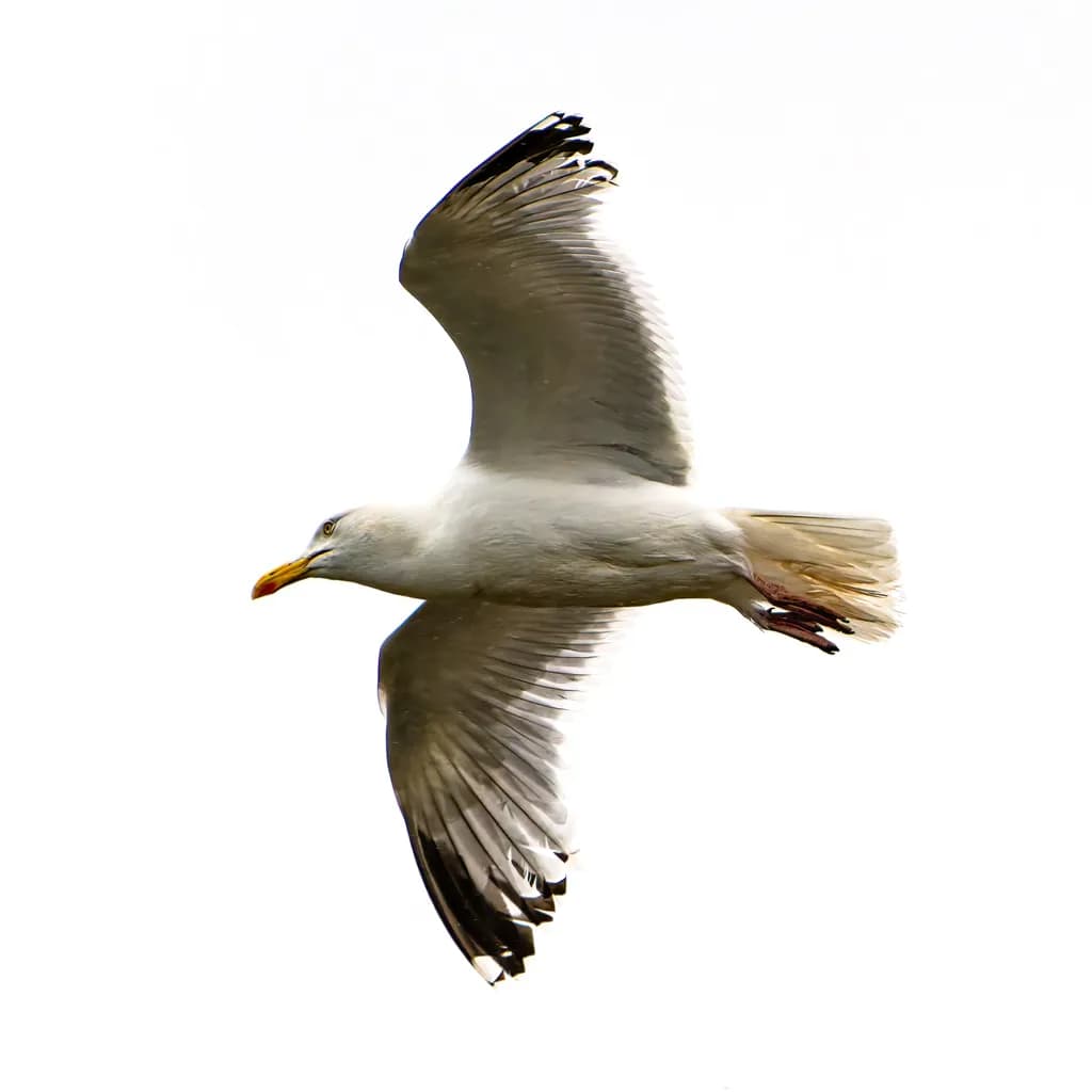 Midair Mischief