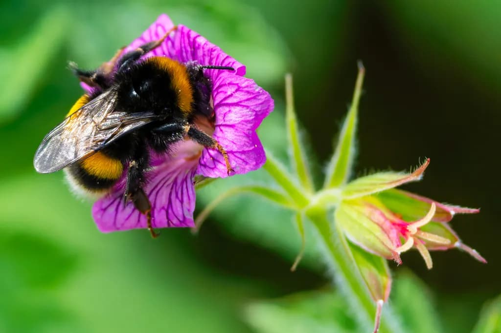 Bee Dive