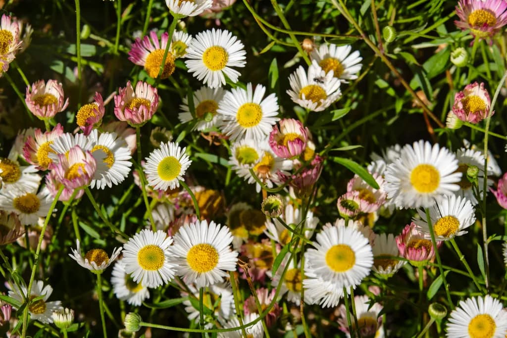 Daisy Mixer