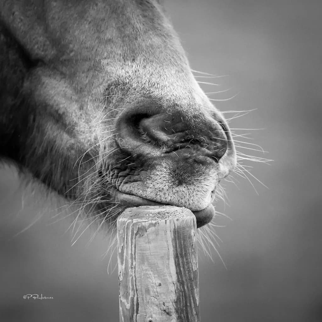 The Scratching Post