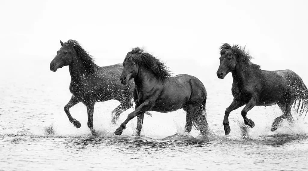 Black Icelandics on the Beach