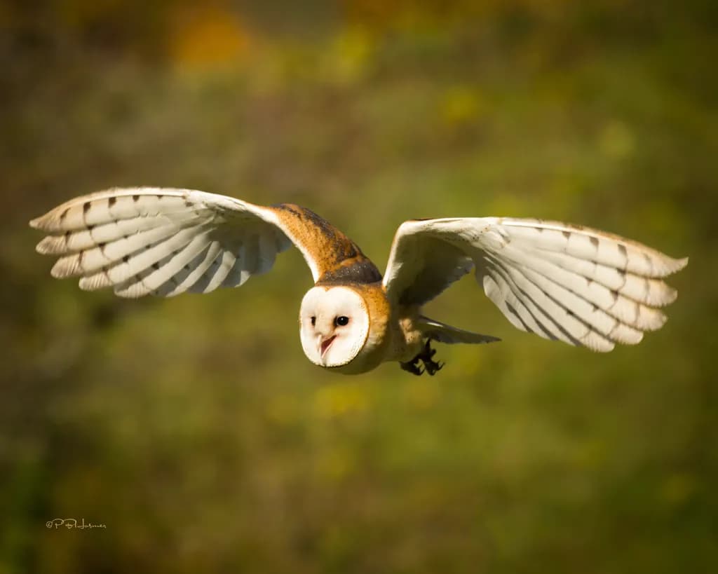 Silent Glide