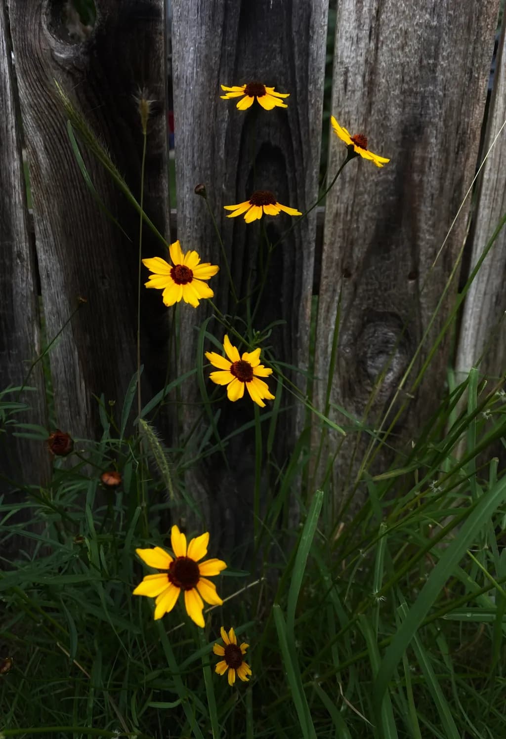 Sunshine Blooms: A Dance of Yellow Flowers Against Weathered Wood