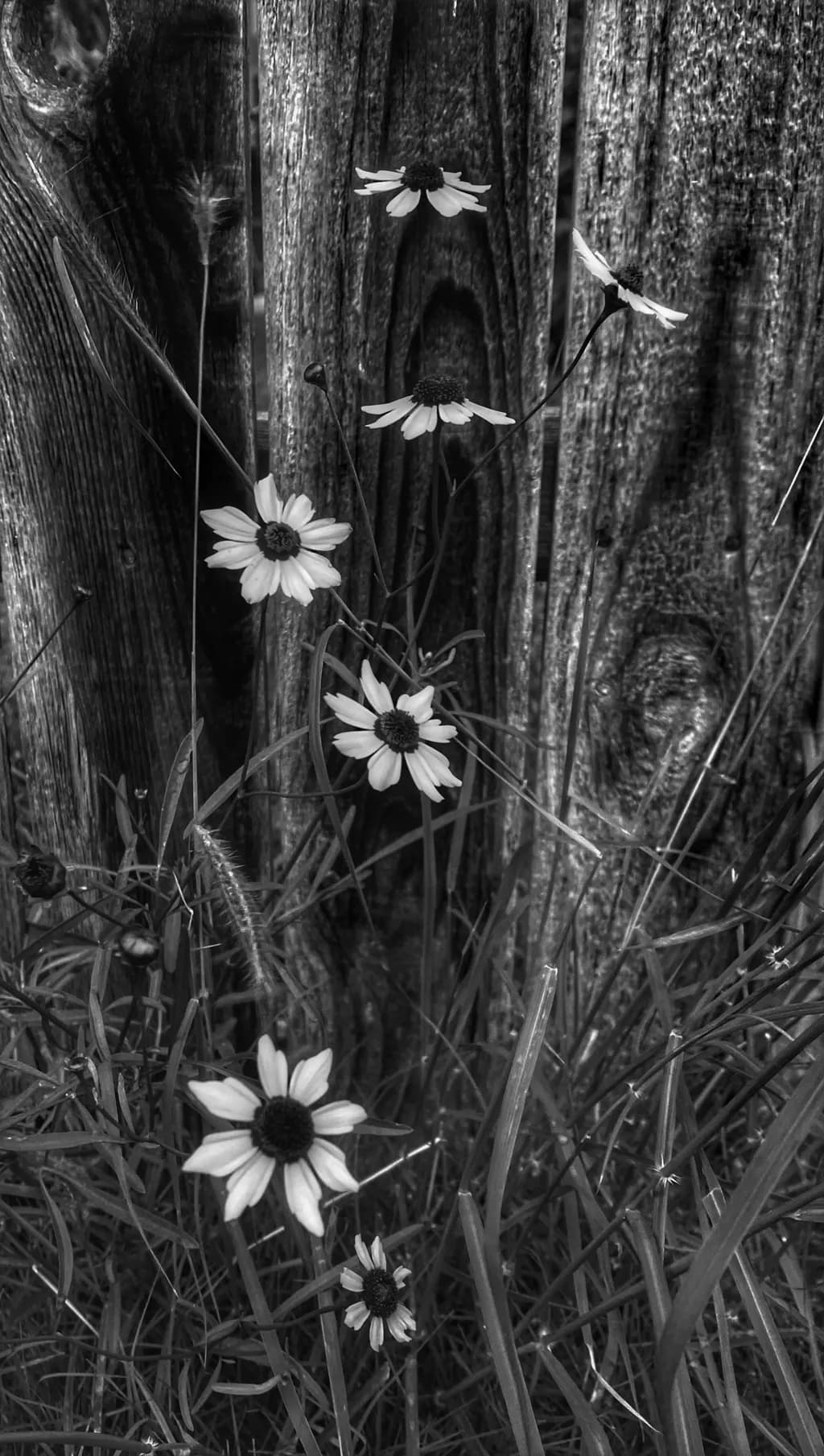 Nature's Contrast