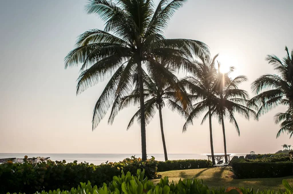 Tropical Morning Light