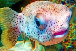 Abstract Photograph 055B Puffer Fish Too