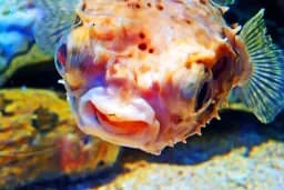 Abstract Photograph 055C Peek-a-Boo Puffer Fish