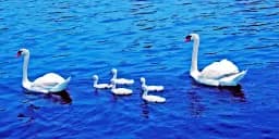 Abstract Photograph 056 Swan Dynasty Cobalt Serenade