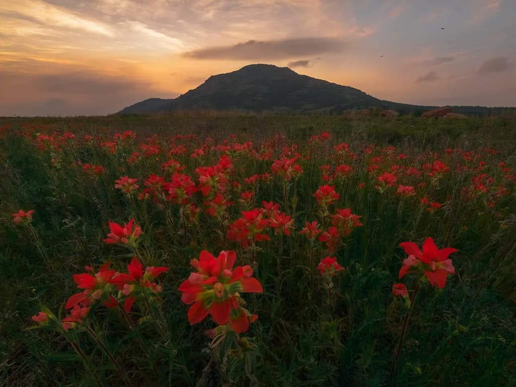 Vibrant Sunset Over a Field of Red Wildflowers: Nature's Canvas Unveiled