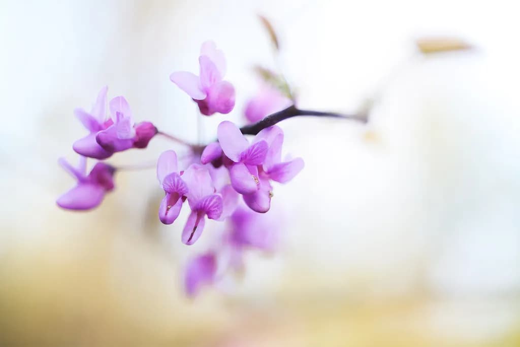 Whispers of Spring: Delicate Purple Blossoms in Nature's Embrace