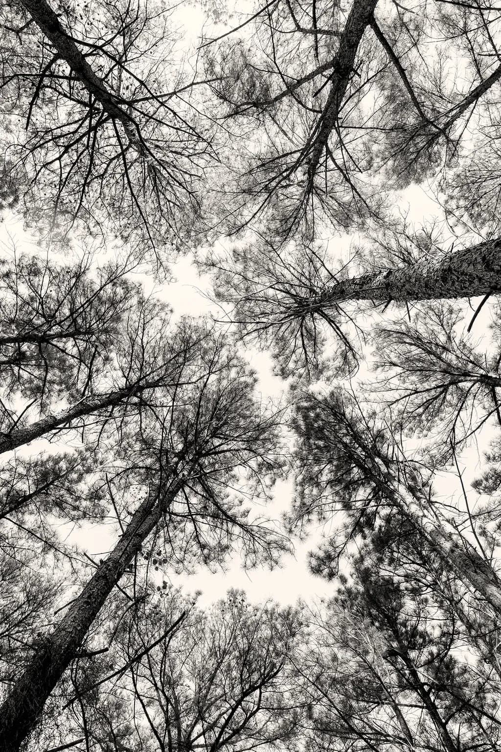 Towering Giants