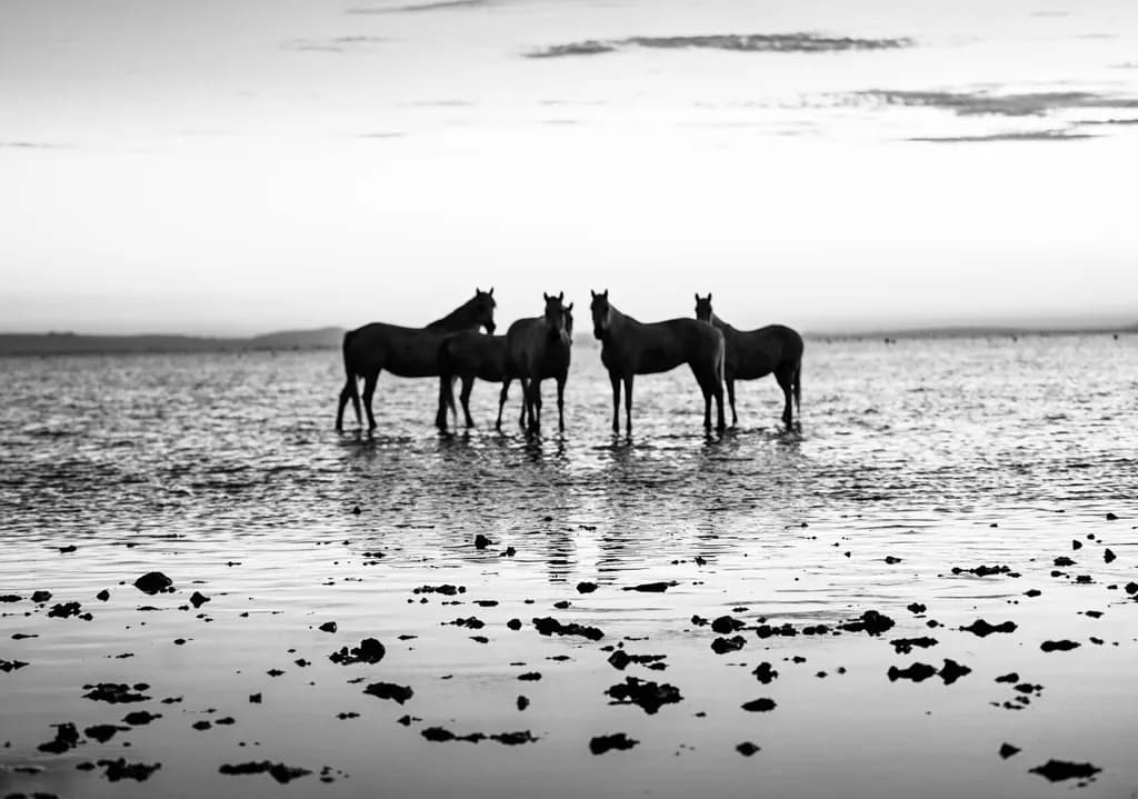 Horses at Dusk