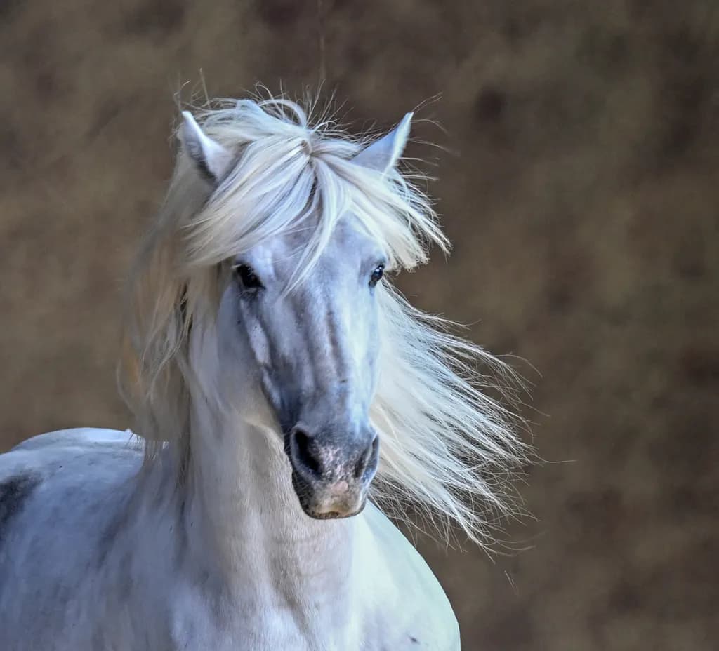 Majestic Mane