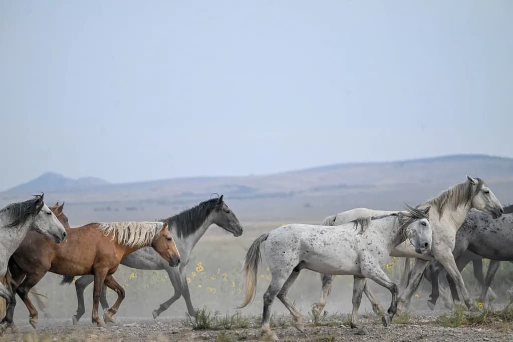 Wild Gallop