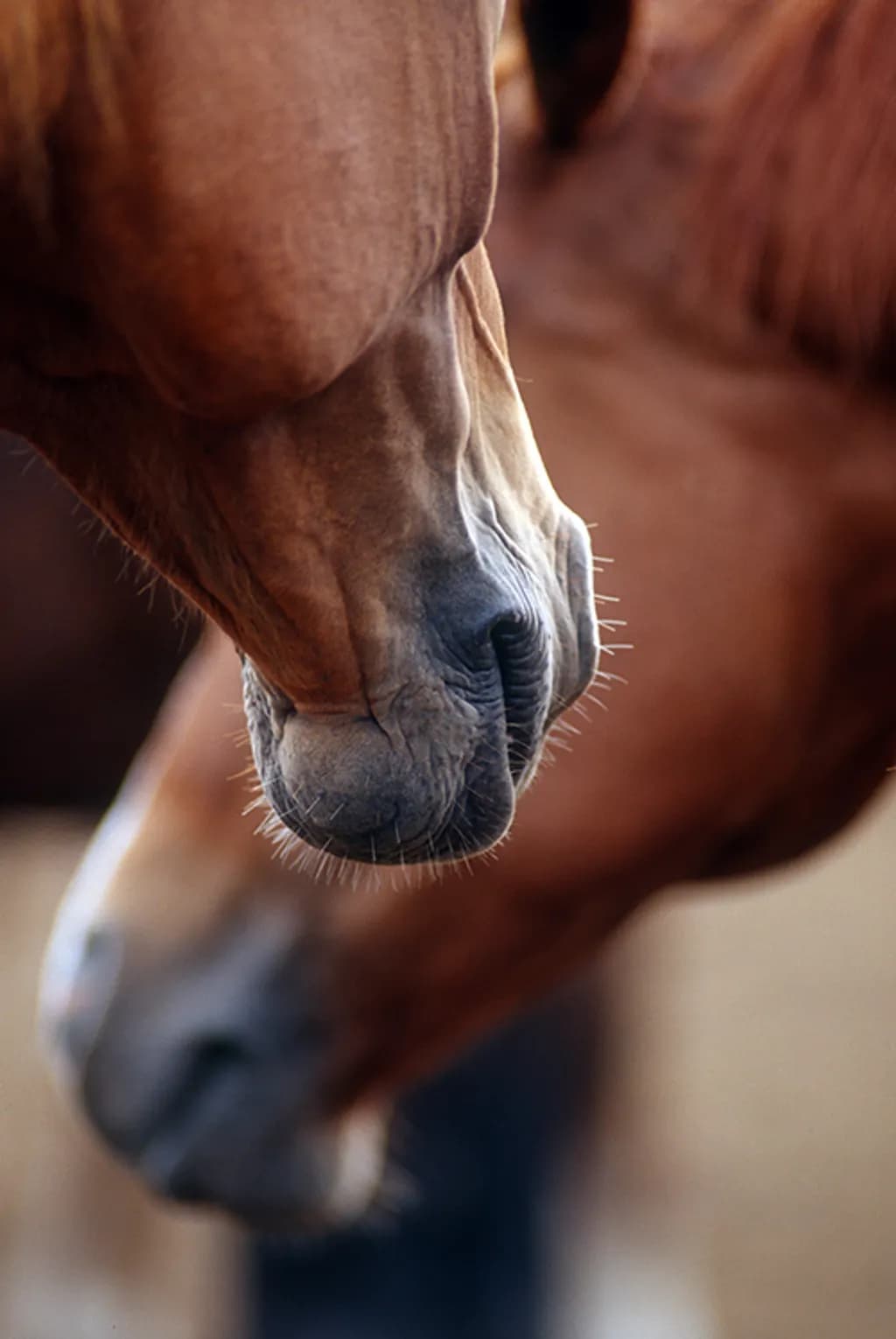 Horse Chins