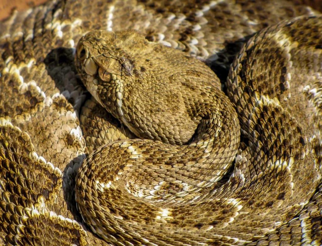 Coiled Timber Rattler