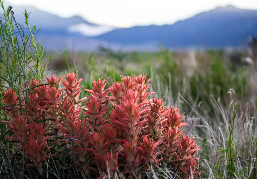 Desert Bloom