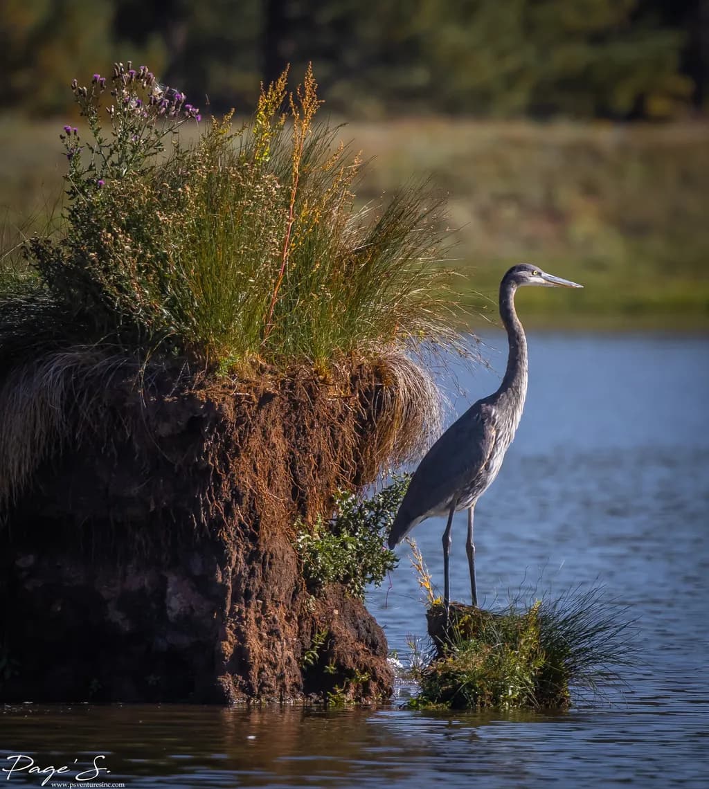 Heron by the Water
