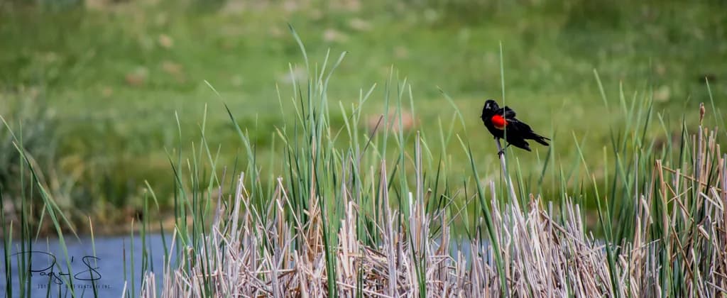 Red Winged Blackbird