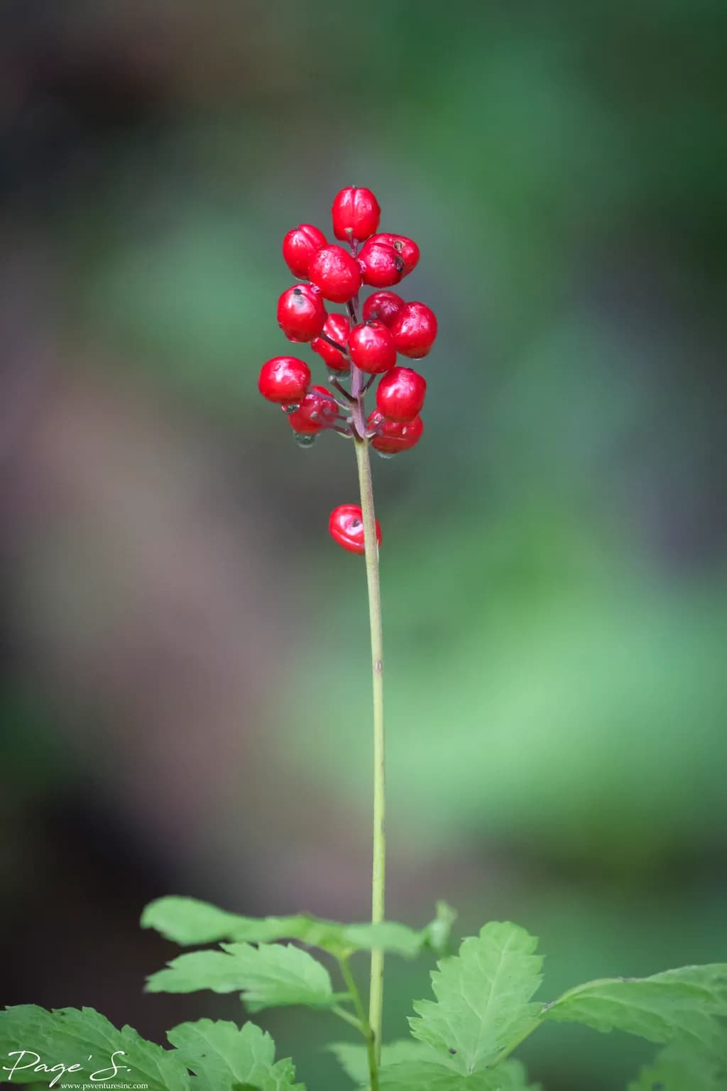 Crimson Cluster