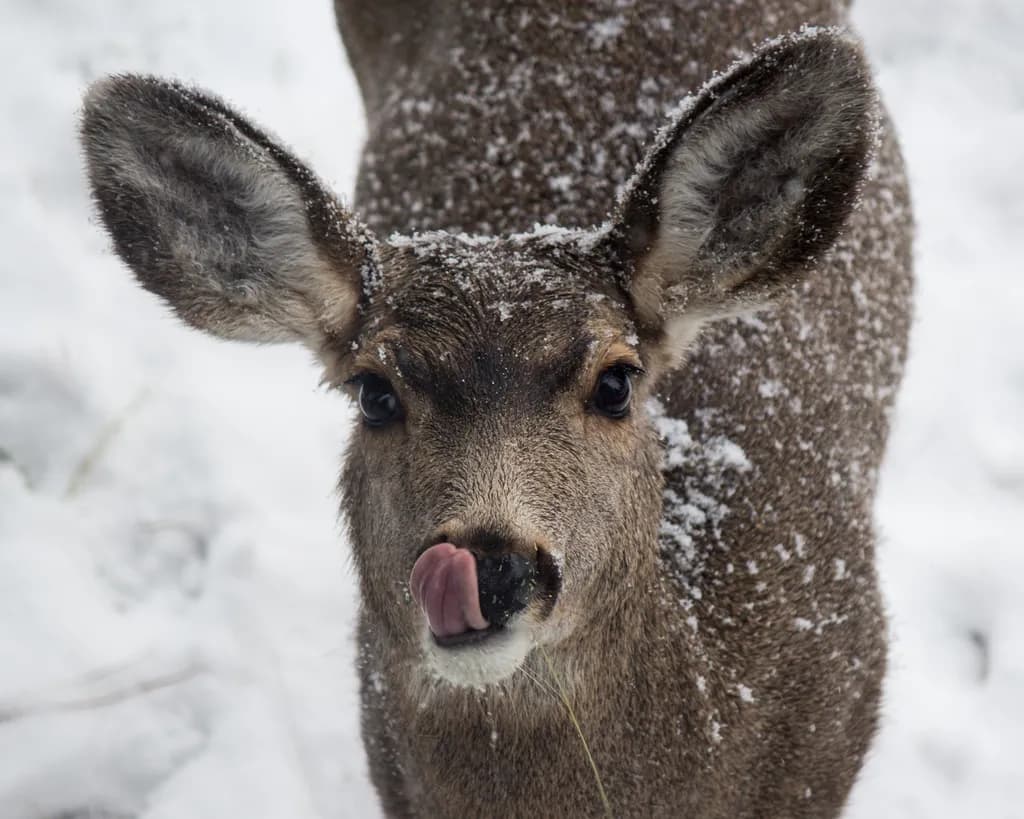 Curious Winter Deer