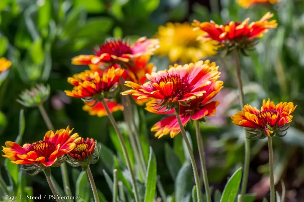 Gaillardia Blooms