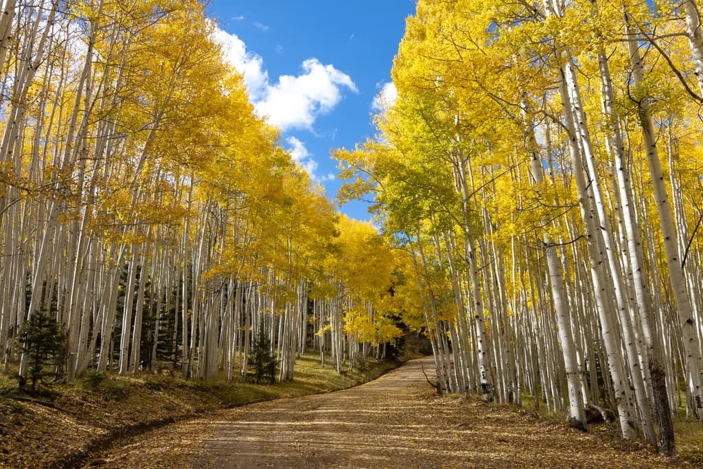 Golden Pathway