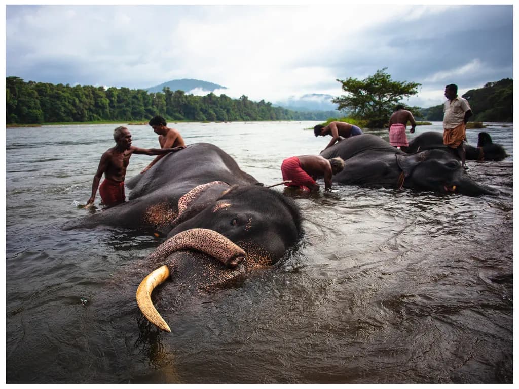 Elephants Bathing