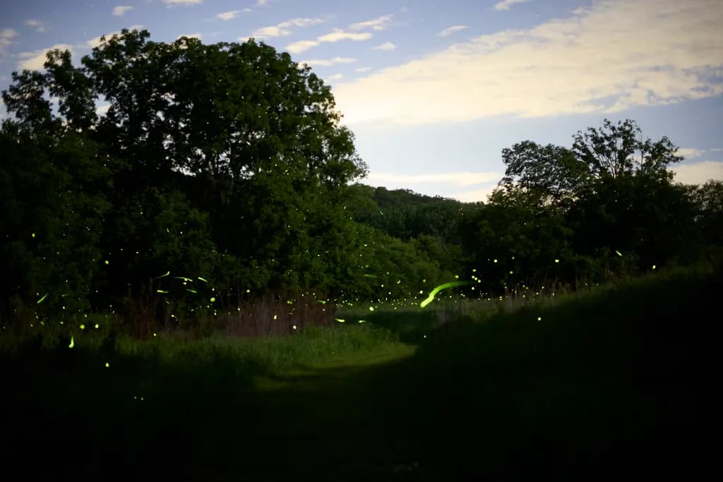 Forest Path with Fireflies