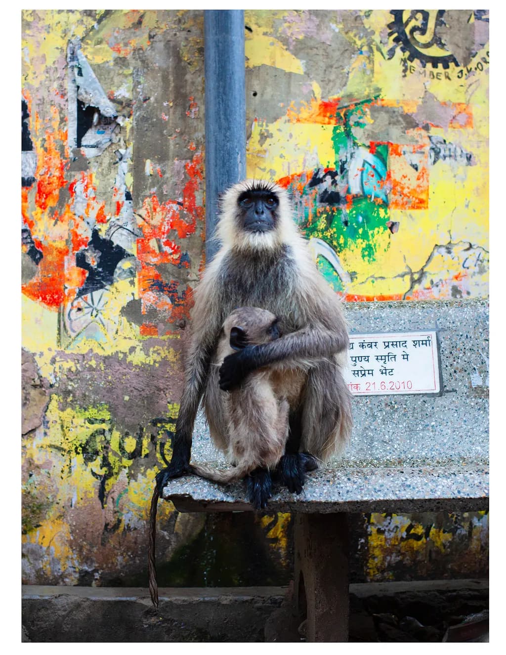 Langur Embrace