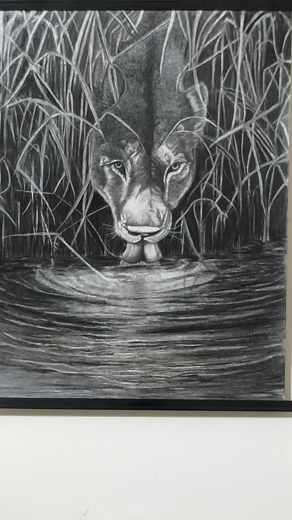 Whispers of the Wild: A Majestic Lion Emerges from the Shadows of the Water's Edge