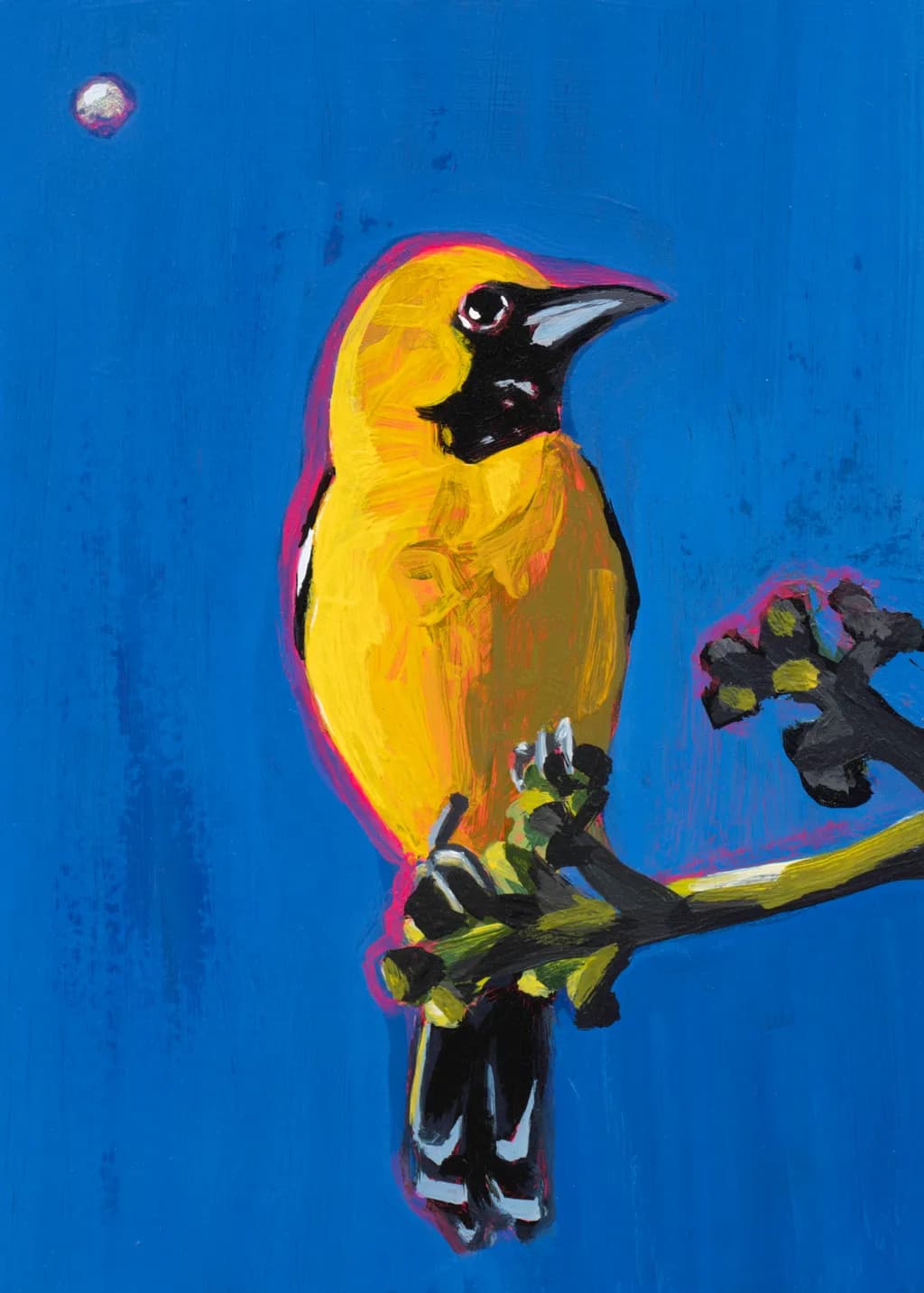 Hooded Oriole Moon Mini
