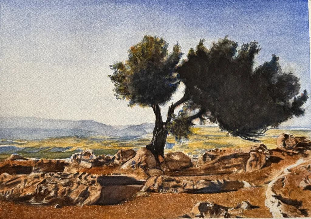 Tuscany Olive Tree Study