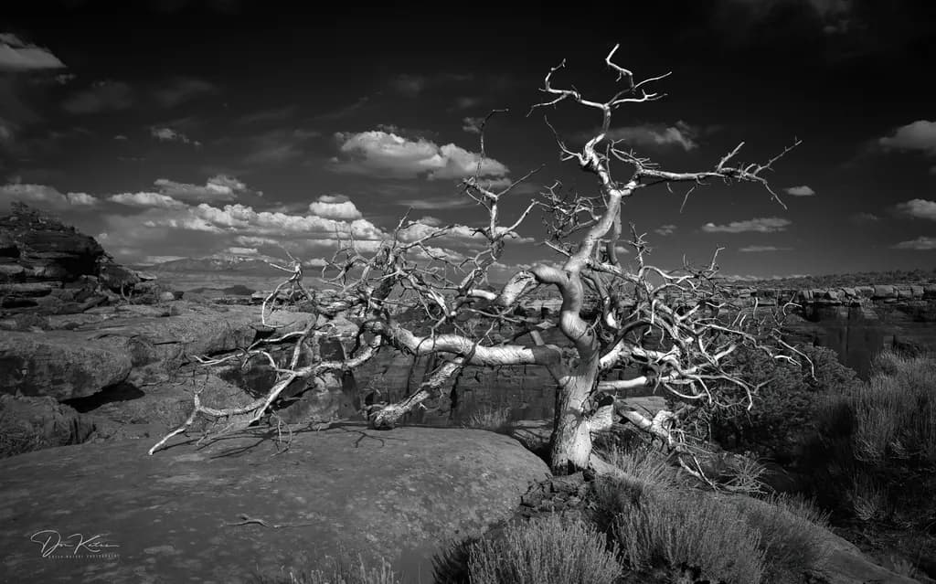 Barren Landscape