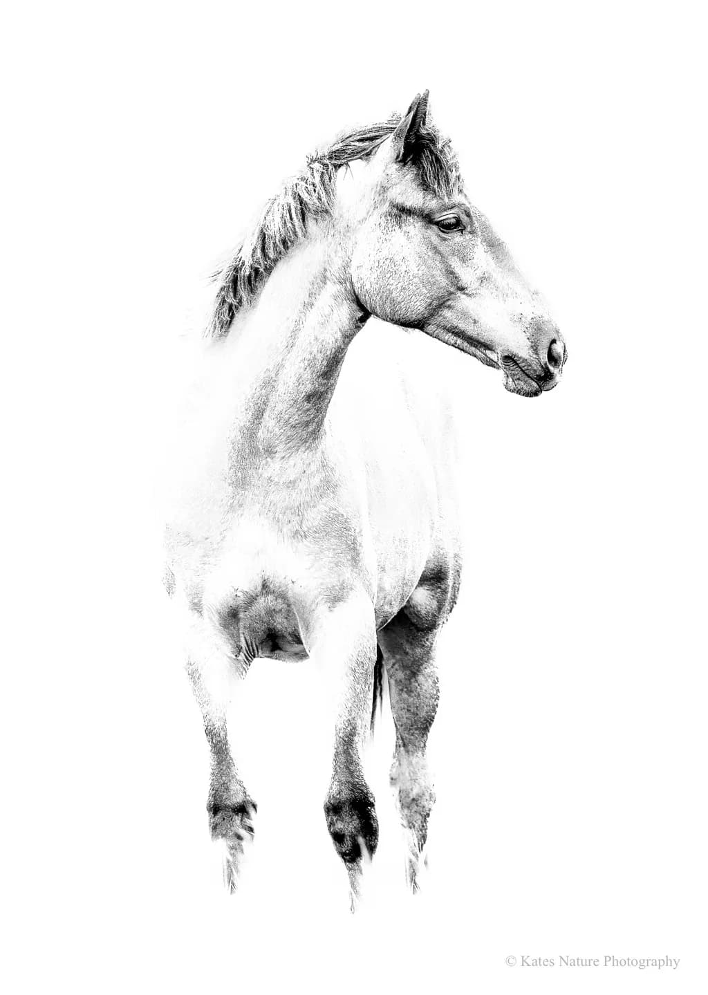 Majestic Equine