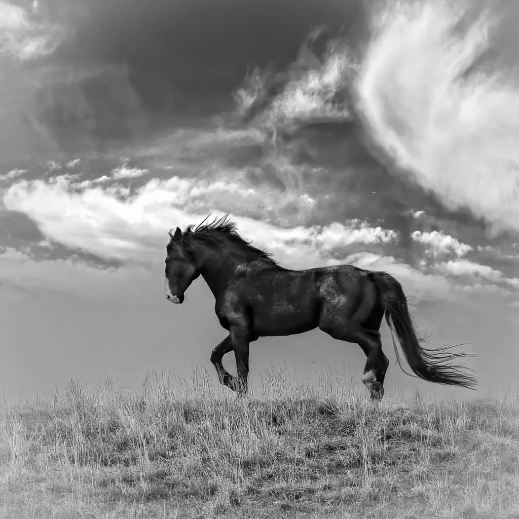Majestic Black Horse