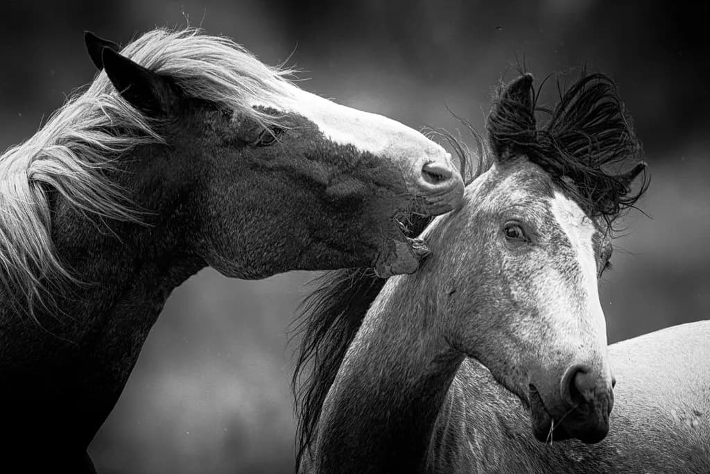 Equine Connection