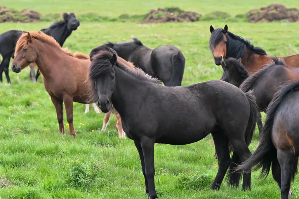 Iceland Horses