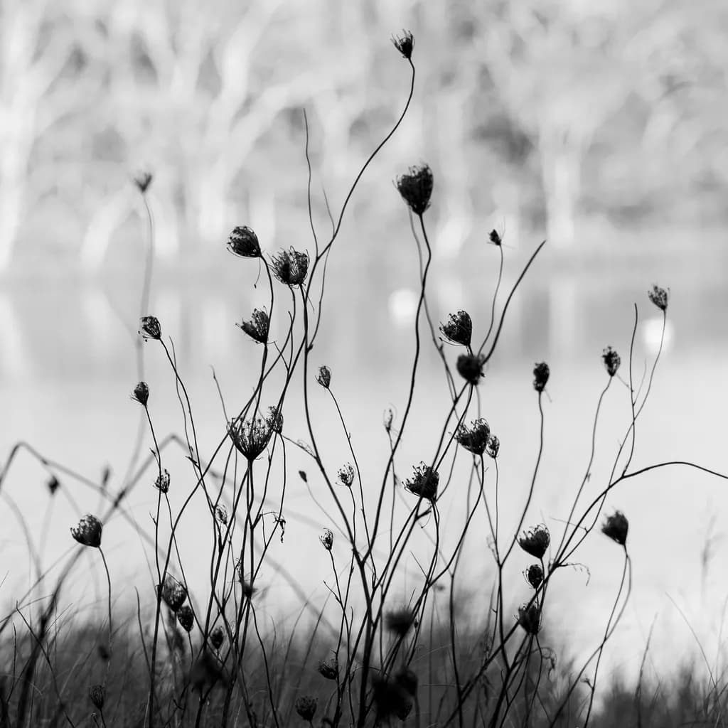 Whispers of Nature: A Dance of Shadows and Light in Monochrome Elegance