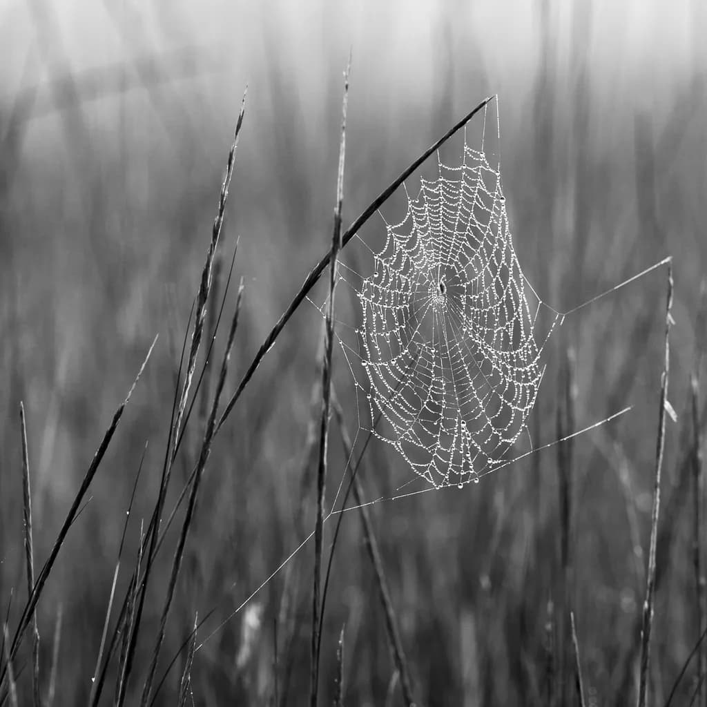 Whispers of Morning: A Delicate Dance of Dew and Web in Nature's Embrace