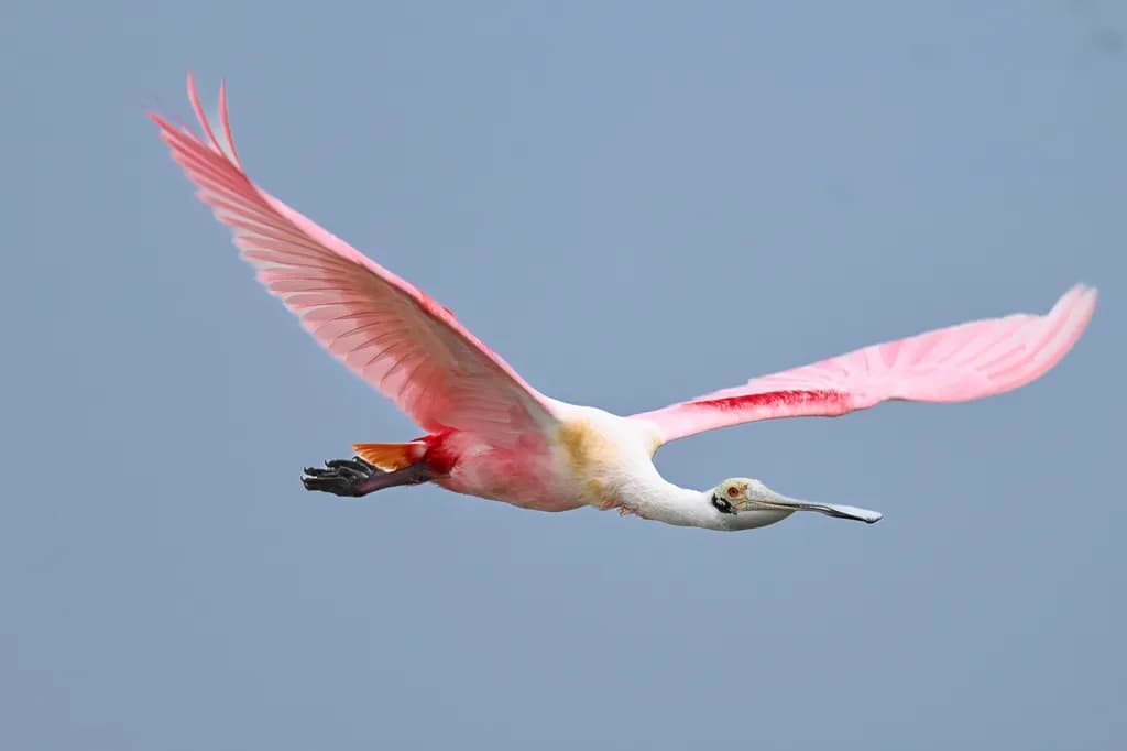 Roseate Flight