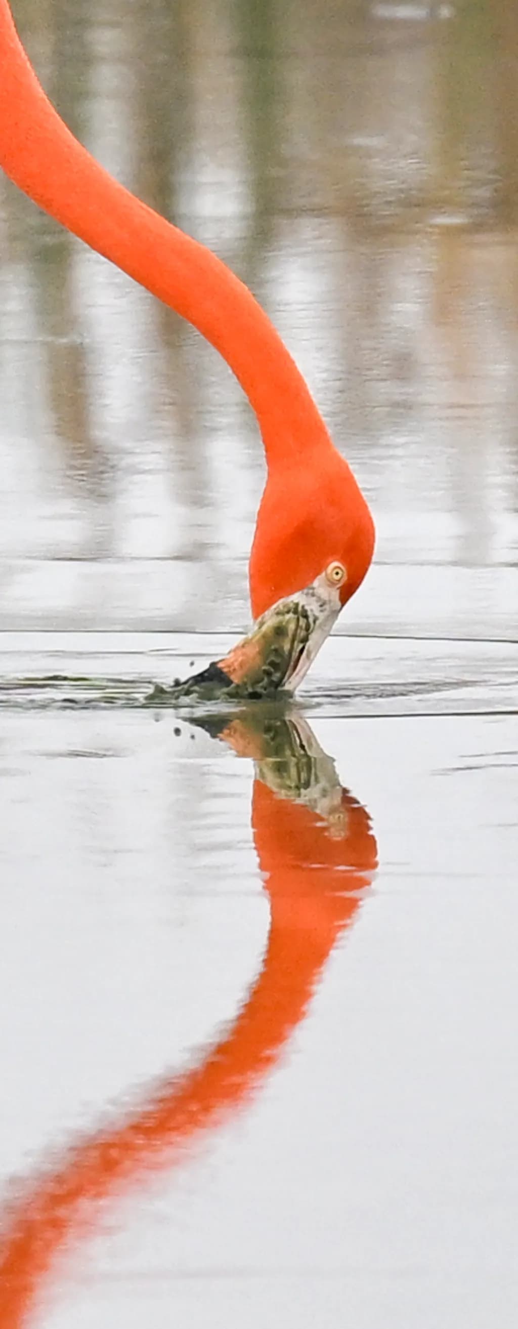 Texas Flamingo Reflection