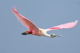 Roseate Flight
