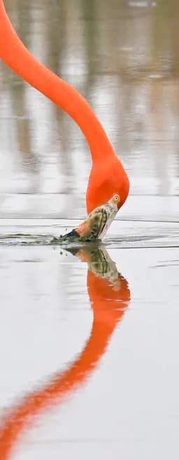 Texas Flamingo Reflection